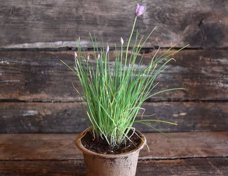 Chives Plant