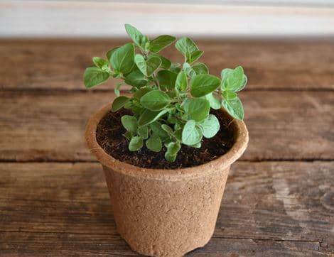Oregano Plant